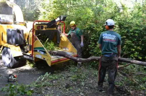 tree services West Hollywood